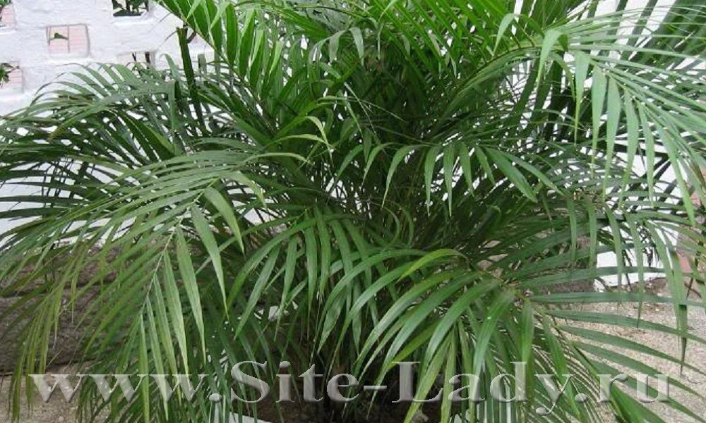 Chrysalidocarpus