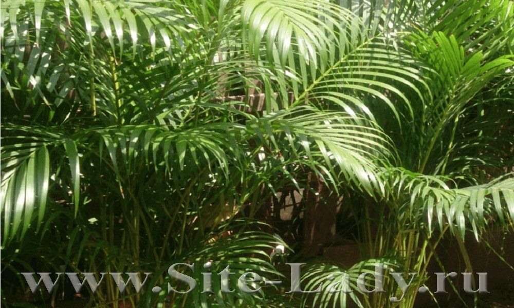 Chrysalidocarpus1.jpg