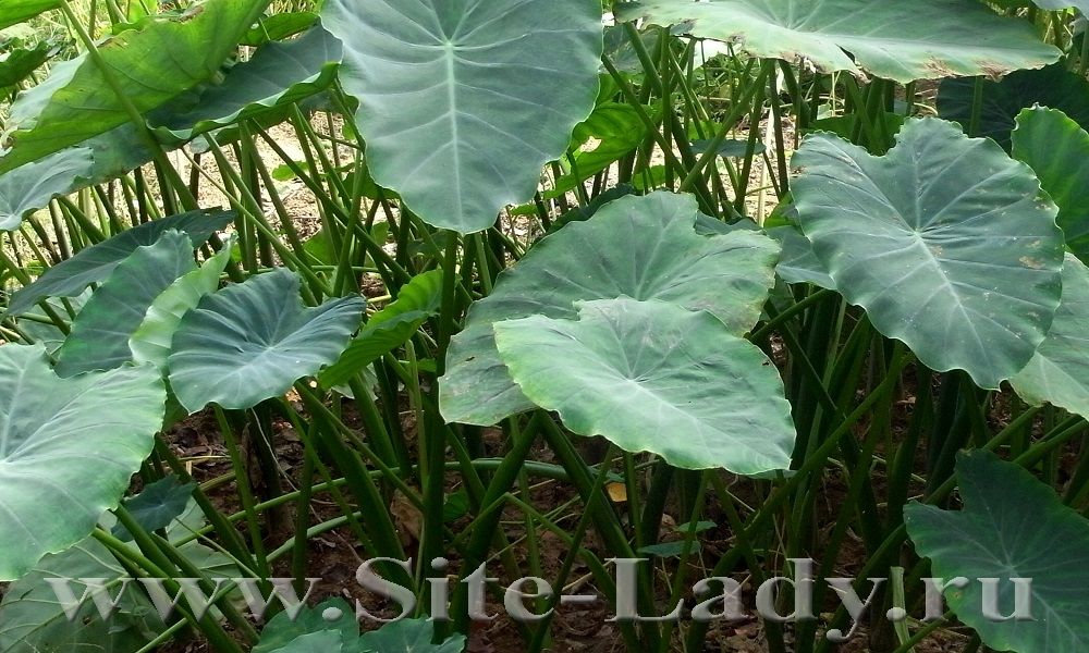 Colocasia