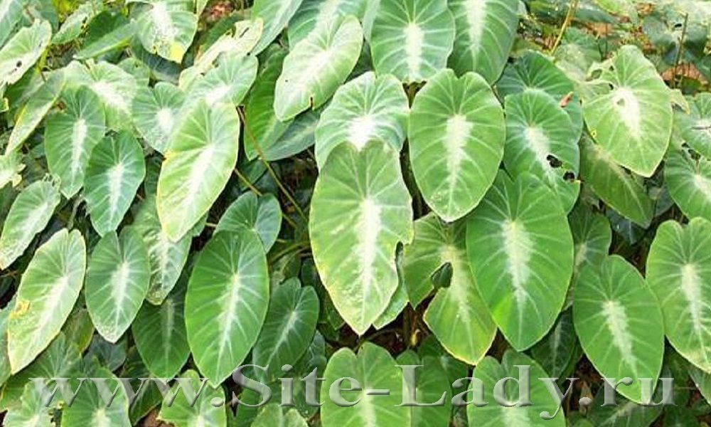 Colocasia1