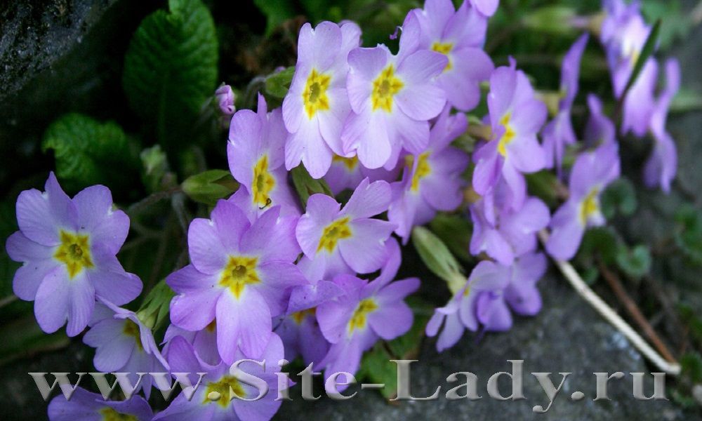 Primula